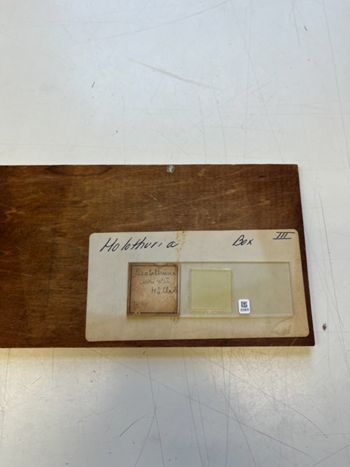 Media type: image;   Invertebrate Zoology HOL-1019 Description: Photograph of microscope slide and handwritten label.;  Aspect: slide